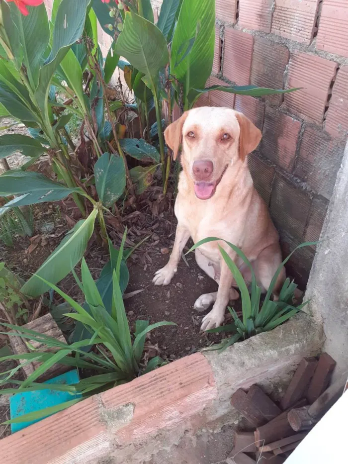 Cachorro ra a Labrador idade 1 ano nome Layla
