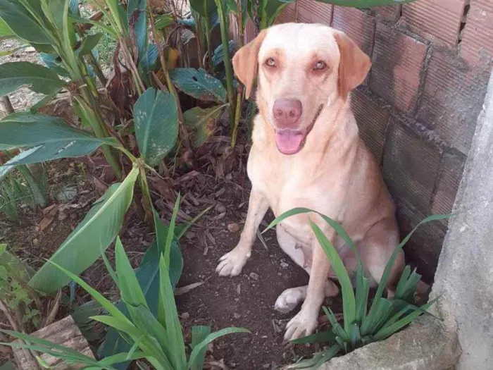 Cachorro ra a Labrador idade 1 ano nome Layla