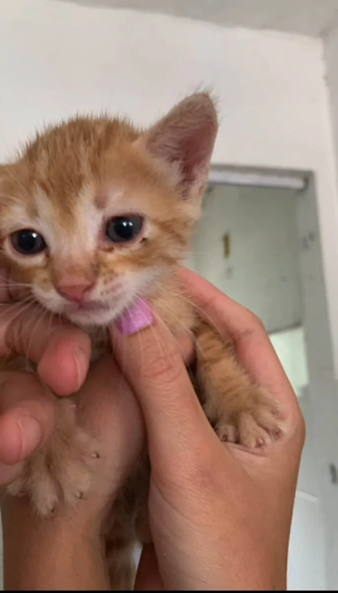 Gato ra a SRD idade Abaixo de 2 meses nome Mojito