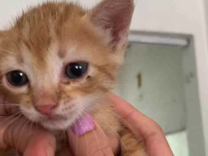 Gato ra a SRD idade Abaixo de 2 meses nome Mojito