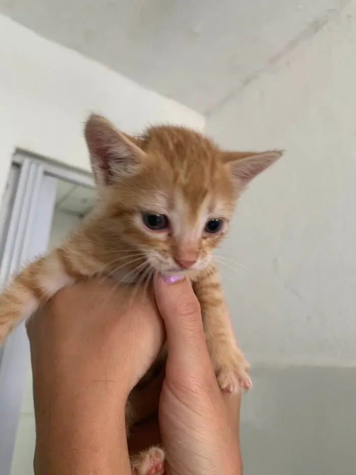 Gato ra a SRD idade Abaixo de 2 meses nome Mojito