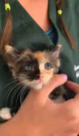 Lyra