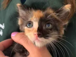 Gato raça SRD idade Abaixo de 2 meses nome Lyra