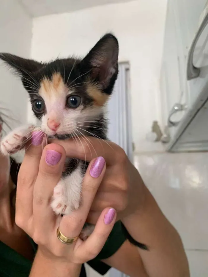 Gato ra a SRD idade Abaixo de 2 meses nome Larah