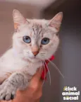 Margarida