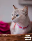 Margarida