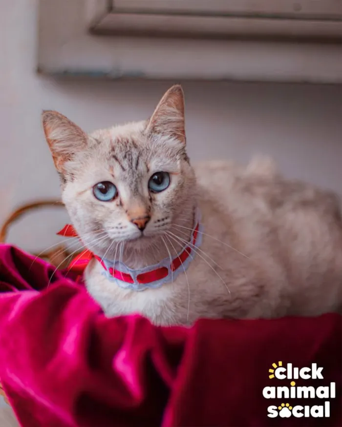 Gato ra a Sialata idade 1 ano nome Margarida