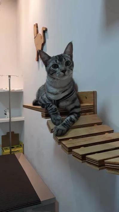 Gato ra a srd idade 1 ano nome Baruel 