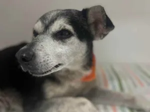 Cachorro raça SEM RAÇA  idade 6 ou mais anos nome Sem nome