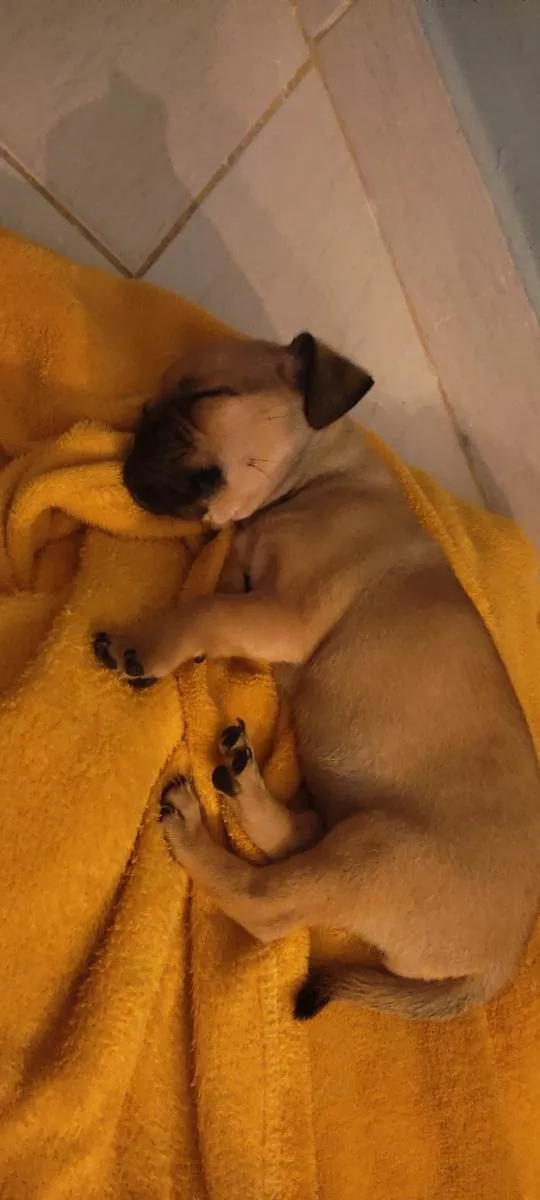Cachorro raça  idade 2 a 6 meses nome Pudim