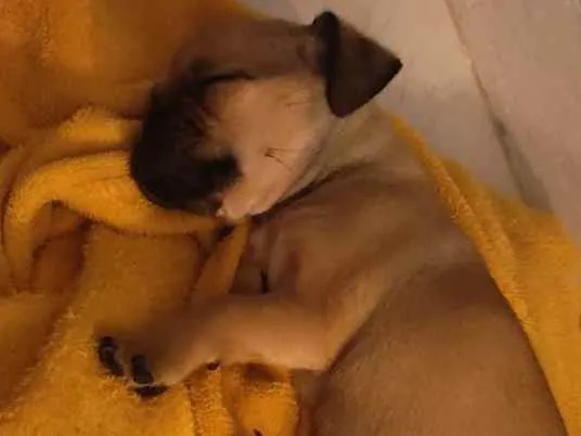 Cachorro raça  idade 2 a 6 meses nome Pudim