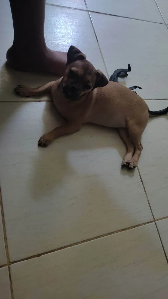 Cachorro raça  idade 2 a 6 meses nome Pudim