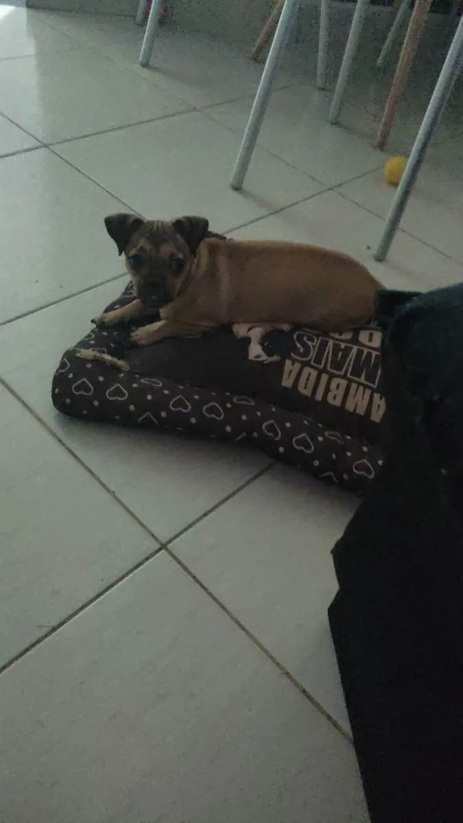 Cachorro raça  idade 2 a 6 meses nome Pudim