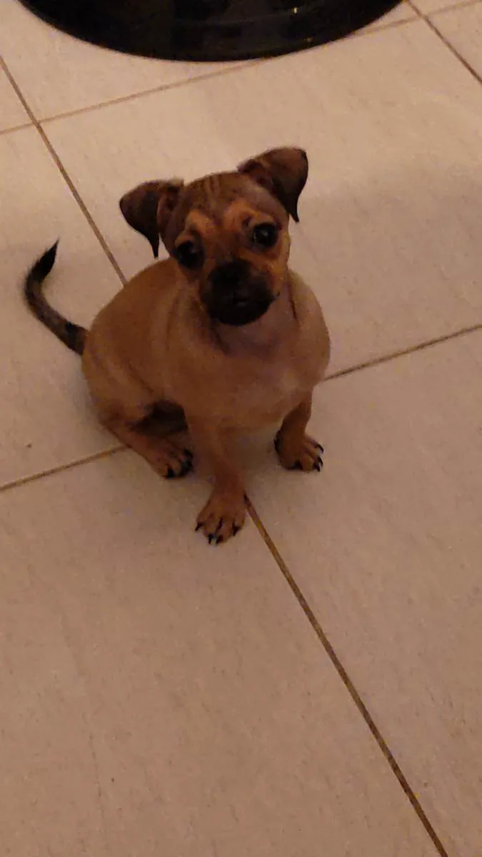 Cachorro raça  idade 2 a 6 meses nome Pudim