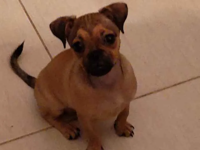 Cachorro raça  idade 2 a 6 meses nome Pudim