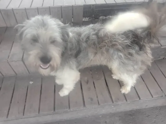 Cachorro ra a Poodle  idade 1 ano nome Poodle 