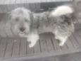Poodle