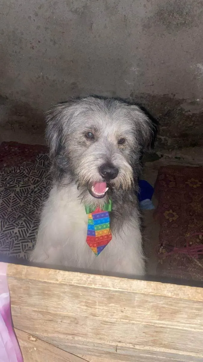 Cachorro ra a Poodle  idade 1 ano nome Poodle 