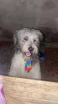 Poodle
