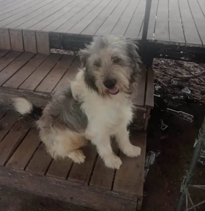 Cachorro ra a Poodle  idade 1 ano nome Poodle 
