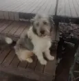 Poodle
