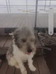 Poodle
