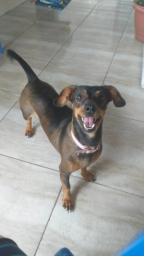 Cachorro ra a Dachshund idade 2 anos nome Lola
