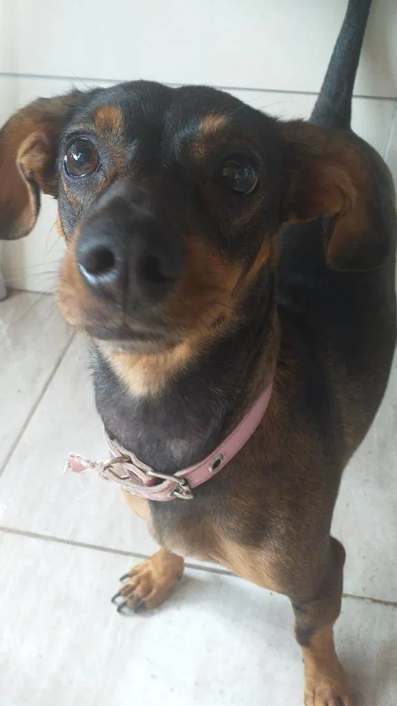 Cachorro ra a Dachshund idade 2 anos nome Lola