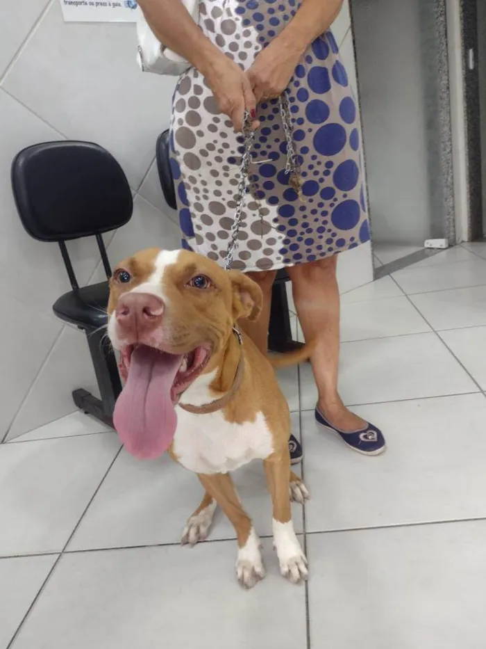 Cachorro ra a Pittbull  idade 7 a 11 meses nome Bart