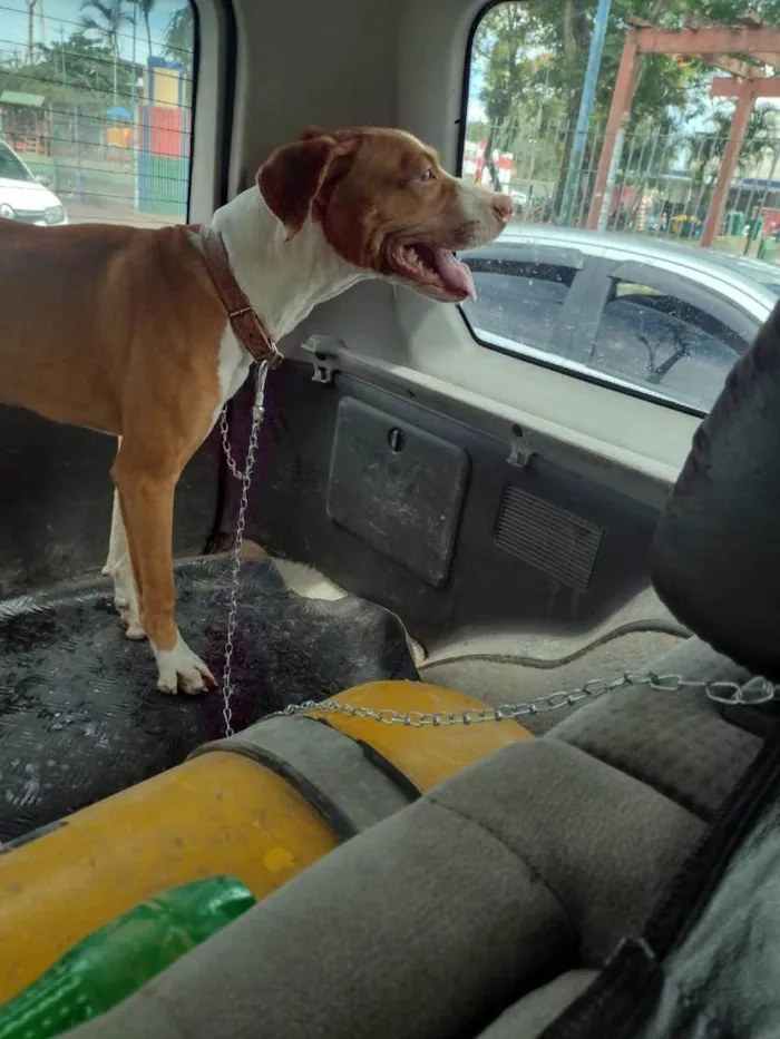 Cachorro ra a Pittbull  idade 7 a 11 meses nome Bart