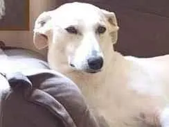 Cachorro raça Srd  idade 2 anos nome Clara 