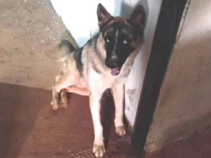 Cachorro ra a Husky siberiano  idade 2 anos nome Ralf