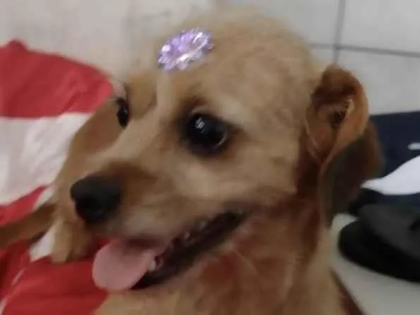 Cachorro ra a Mestiça  idade 1 ano nome Lola 