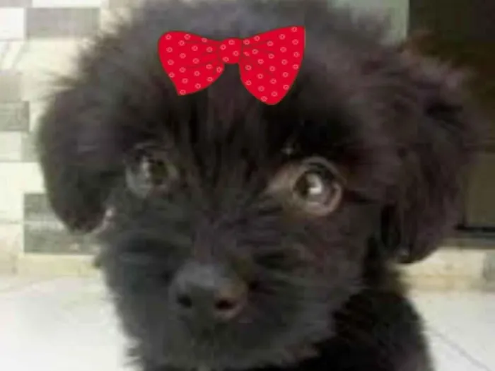 Cachorro ra a Mestiça  idade 2 a 6 meses nome Rubi 