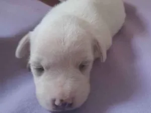 Cachorro raça Mestiço idade Abaixo de 2 meses nome Ainda estou sem nome