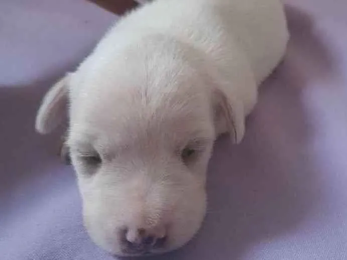 Cachorro raça Mestiço idade Abaixo de 2 meses nome Ainda estou sem nome