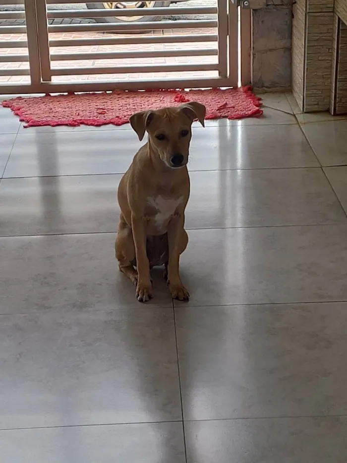 Cachorro ra a Desconhecida idade 2 a 6 meses nome Luna