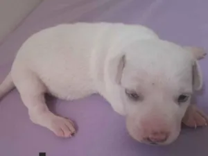 Cachorro raça Mestiço idade Abaixo de 2 meses nome Ainda estou sem nome