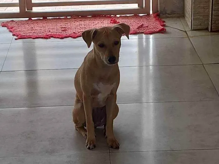 Cachorro ra a Desconhecida idade 2 a 6 meses nome Luna