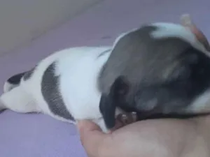 Cachorro raça Mestiço idade Abaixo de 2 meses nome Princesa sem nome