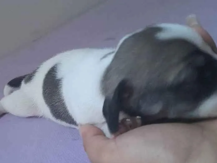 Cachorro raça Mestiço idade Abaixo de 2 meses nome Princesa sem nome
