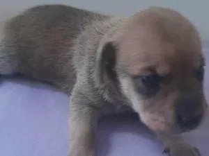 Cachorro raça Mestiço idade Abaixo de 2 meses nome Ainda sem