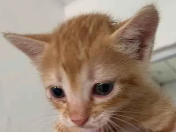 Gato ra a SRD idade Abaixo de 2 meses nome Mojito
