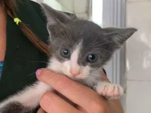 Gato raça SRD idade 2 a 6 meses nome SRscca