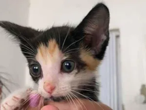 Gato raça SRD idade Abaixo de 2 meses nome Larah