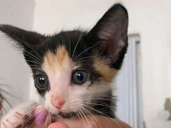 Gato ra a SRD idade Abaixo de 2 meses nome Larah