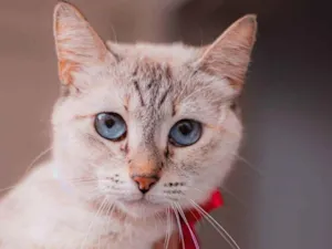 Gato raça Sialata idade 1 ano nome Margarida