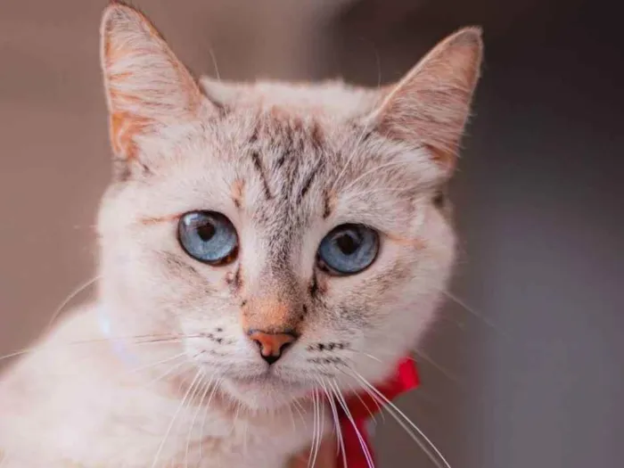 Gato ra a Sialata idade 1 ano nome Margarida