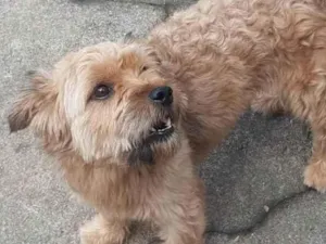 Cachorro raça York com vira lata idade 1 ano nome Scott