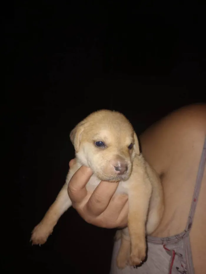 Cachorro raça Vira lata idade Abaixo de 2 meses nome Bebês cachorrinhos 